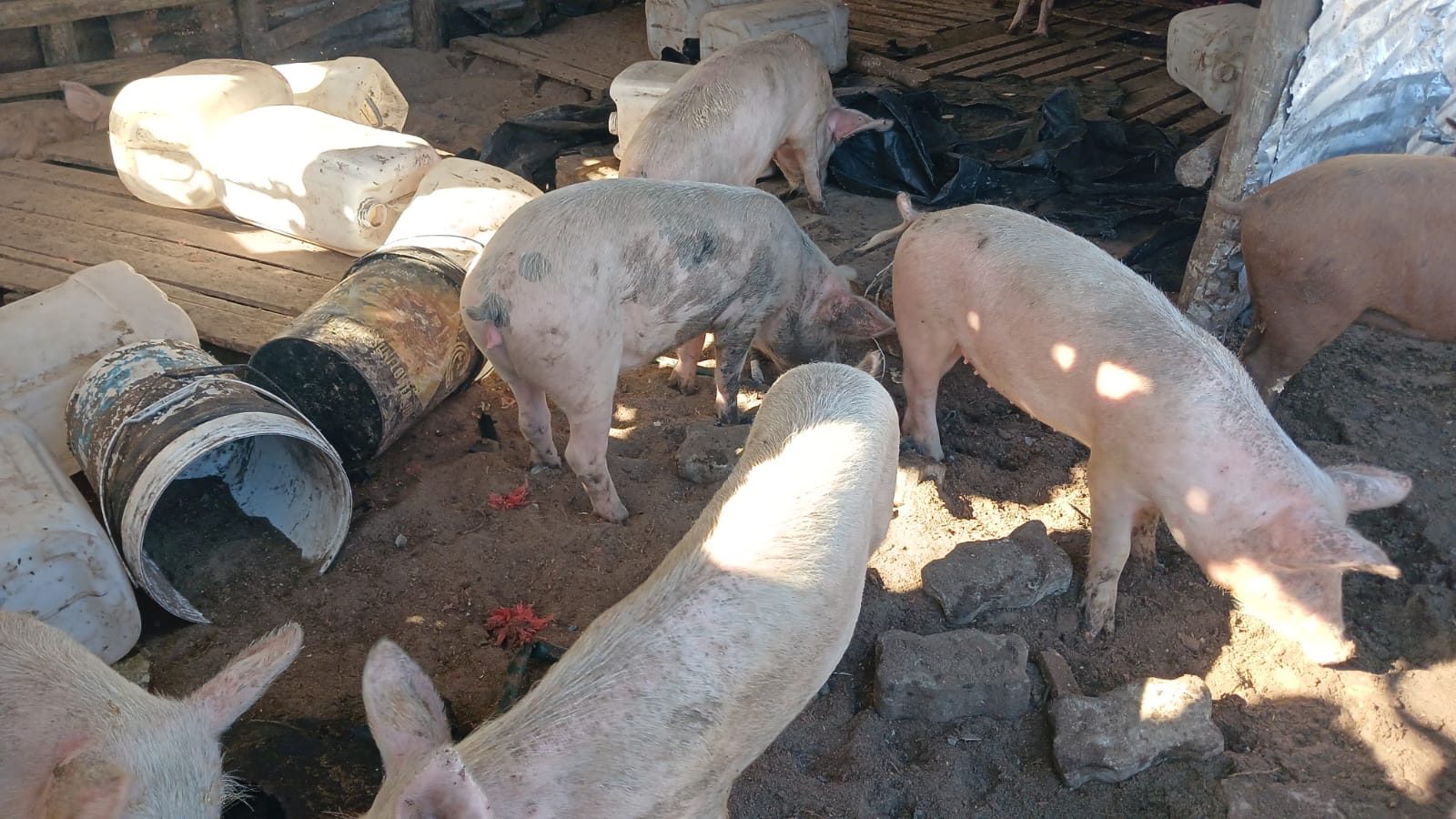 Healthy Pigs For Sale